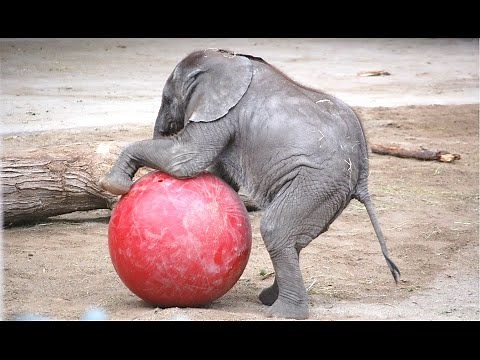 Cute baby elephant - lucu dan lucu video bayi gajah. kompilasi | Baru, HD