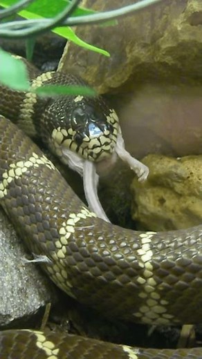 Serpent avalant sa proie