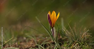 A yellow crocus bud with purple veins blooms naturally in the meadow among the grass. Timelapse. Spring concept in the form of a primrose
