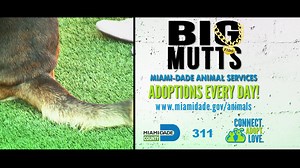 1.7K reactions · 575 shares | A rescued pet is the best pet on earth. Come see cats and dogs of all sizes at the Pet Adoption and Protection Center. Pick your best friend and give them their fur-ever home. For more information, visit miamidade.gov/animals or call 311. #AdoptDontShop | Miami-Dade Animal Services | Facebook