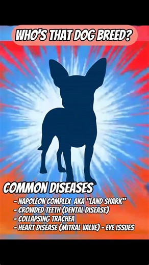 Adam Cook on Instagram: "Stats Chihuahua “Napoleon Complex” (aka Small Dog Syndrome 😅) → Despite being pint-sized, Chihuahuas often believe they’re the toughest dogs in the room. Known for fearless attitudes, bossy behavior, and sometimes acting like little “land sharks.” Cost: Mostly your patience… and maybe a good trainer! 🦈 Patellar Luxation → One of the most common orthopedic problems in toy breeds, with Chihuahuas overrepresented. UK VetCompass study showed prevalence up to ~6% in Chihuah