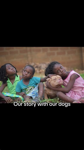 Our Life with Dogs at Bully House Kennel