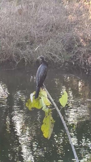 INDIAN CORMORANT BIRD