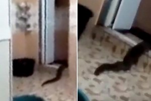 Chilling moment mystery snake-like 'monster' emerges from family's toilet