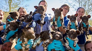 11 endangered 'adorable' African wild dog pups at Living Desert are healthy. See the photos