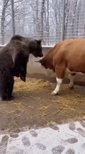 Bear Attacks Livestock… But the Cow Fights Back Fiercely #wildlife #nature #bearattack