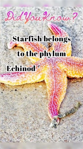 Starfish Secrets REVEALED! Echinoderms | Biology