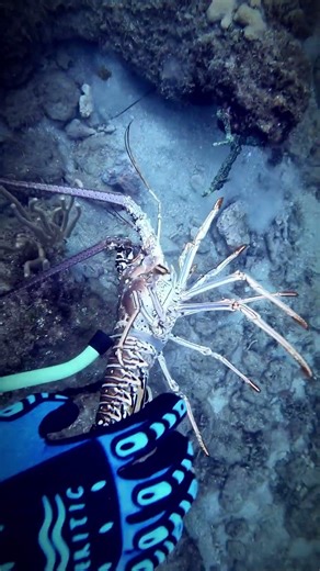 Perfect Lobster Catch 🦞 | No Traps #Lobster#LobsterHunting#CatchAndCook#Spearfishing#FreeDivingOcean