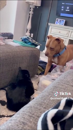 Cats vs Dogs: The Ultimate Funny Showdown