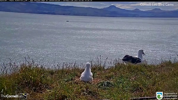 Young Albatross attempts landing and fails spectacularly as it faceplants floor