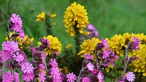 Red campion (Silene dioica) and common gorse (Ulex europaeus) in flower in spring