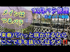 来春バシっと咲かせるため【12月薔薇管理】つるバラ剪定・誘引🌹冬管理ザックリ解説😊