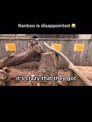 Sad Ranboo😂 #dreamsmp #dsmp #ranboo #ranboolive #edit #myct #xyzbca #fypシ #fy #foryou #fyp #foryoupage #loll #tubbo #jackmanifold