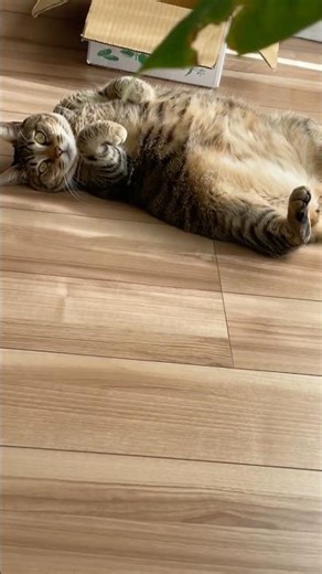 [キジトラ子猫まろん] ぽかぽかまろん 年末なのに暖かい