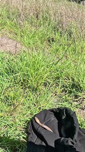 Venomous Eastern Brown Snake release #venomous #snake #reptiles #australia #trending #foryou