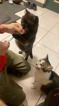 Give the medication with cat meat purée. #catlife#catsdaily#meowmeow#catfoodie#catmomlife#ilovecats