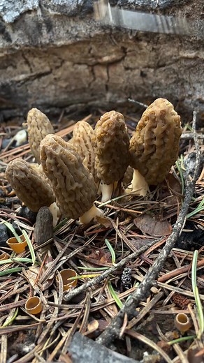 956K views · 6.9K reactions | To learn about morels, listen to my...