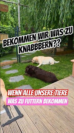 🤩❤️ Wenn alle unsere Tiere Futter bekommen. Was zu knabbern für die Vögel und die Labrador Damen