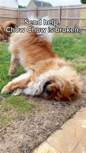 My Chow Chow Is Broken