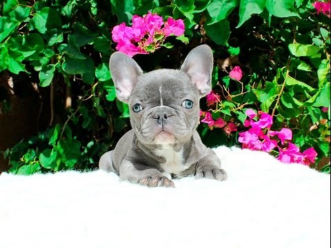 Mini Blue French Bulldog Named "Tiger" Frenchies for sale