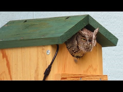 Songbird Essentials SE519 Screech Owl House - Owls Are Back!