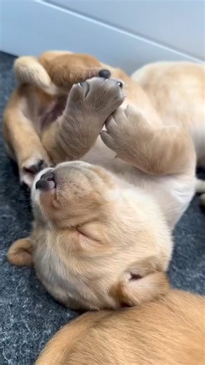 139K views · 6K reactions | Dose of puppy toes ❤️ Courtesy of Southeastern Guide Dogs. | Dog Bless You | Facebook