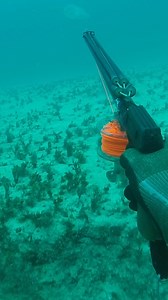 46K views · 636 reactions | Spearfishing Inside Ship Wrecks! #spearfishing #fishing | Ryan Myers Spearfishing | Facebook