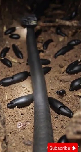 Black Mamba Burrow Expedition | Scientific Micro Camera Footage