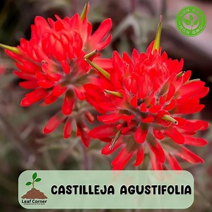 200 Indian Paintbrush Seeds (castilleja Agustifolia) Seeds, Rare Wildflower, Desert Garden Favorite - Etsy