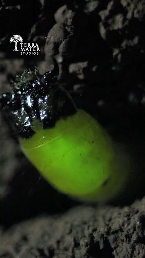 Glow Worms Use Termite Mounds as Their Hunting Ground 🪲