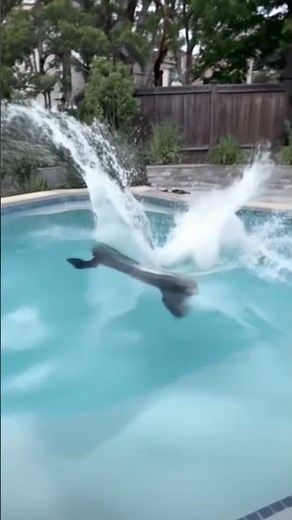 Visitor in the backyard pool