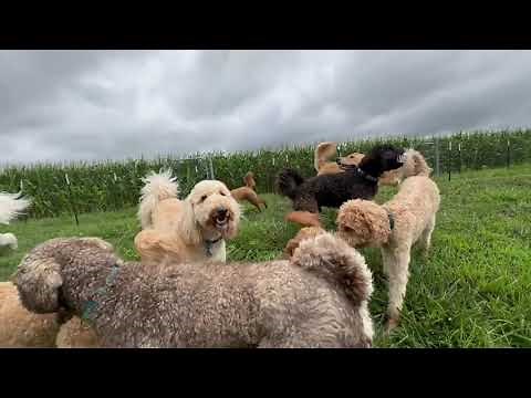 OMG!! Witness 36 Goldendoodle Dogs Playing Together.
