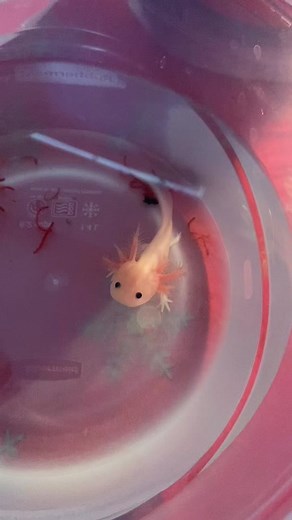 Found a cute old video of my very first axolotl 😍 #axolotls #axolotl #axolotlsoftiktok #animals #love #aquarium #pet #cute #baby #babyaxolotl