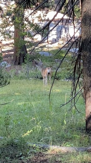 A couple of Deer in Evolution Valley along the John Muir Trail #kingscanyonnationalpark #johnmuir