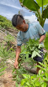 Petik petik dulu kita sayur kawan kawan mau tengahari sudah #sayurkampung #sayur #tutan #sayurmeranti #nightshade | Martinos Jaslin