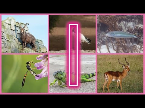 Animals Starting with I – Easy Facts and Fun Learning for Kids