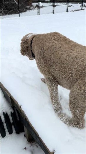 Goldendoodle on the agility ramp !