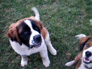 St. Bernard Attacks Owner!! Viscious!! Beware!