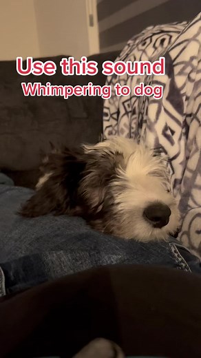 Use this sound on your dog #usethissound #dog #puppy #fyp #fypシ #fypage #foryou #foryoupage #foryourpage