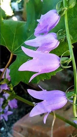 Campanula rapunculoides