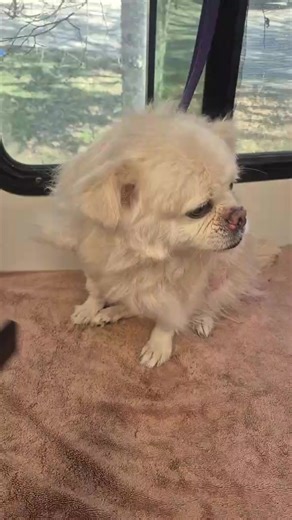 Miss Rosey's first time with us.... her mom opted for mobie due to her having seizures when stressed. I think Rosey is doing great!!! | Pawsitive Creations