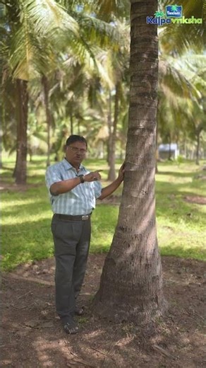 Coconut tree stem – its characteristics and benefits