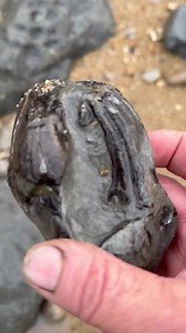 16M views · 10K reactions | Some Ichthyosaur ribs and vertebrae Charmouth this morning Kayleigh is getting them prepared now | Charmouth Fossils | Facebook