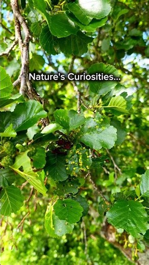 Bumpy Leaf Galls | Cairngorms National Park | Noticing Nature