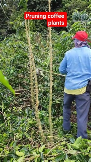 pruning coffee plants so they bear fruit abundantly again