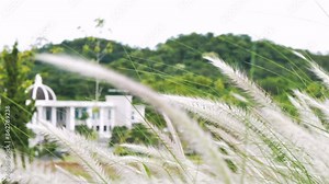 Imperata cylindrica Beauv or Fourtain grass of Feather grass in nature