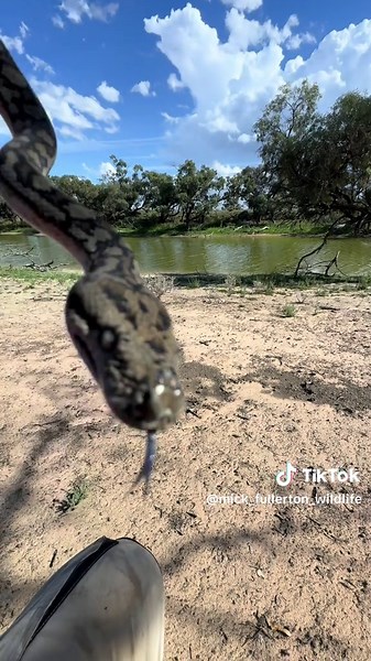 Releasing a rescued Murray-Darling Carpet Python (Morelia spilota metcalfei) in Wentworth NSW, AUSTRALIA. What an absolutely gorgeous snake!!!! 😍 #python #snake #snakesofinstagram #snakes #reptile #reptilesofinstagram #reptilesofaustralia #herpingtheglobe #wildlife #outback #australia #fauna