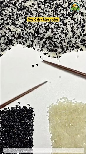 Optical Precision: Sorting Two-Color Rice Grains 🍚🔬