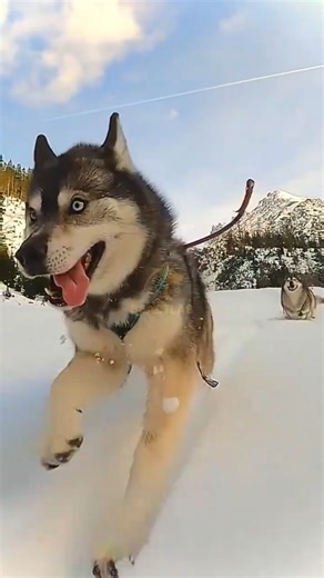 Amazing Facts About Husky Dogs #animals #facts #husky #didyouknow