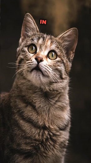 How to say “CAT” in Spanish | #learnspanish #spanish #spanishlanguage